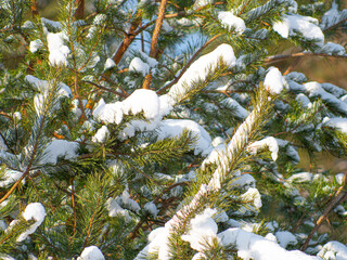 Snow on a sunny day lies on pine branches