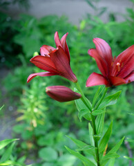 Blooming lily on a green background