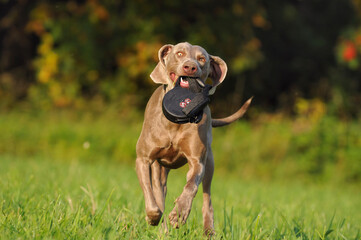 Weimaraner dog, hunting dog