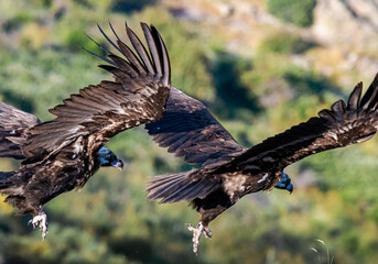 Pair of Black Vulture flying