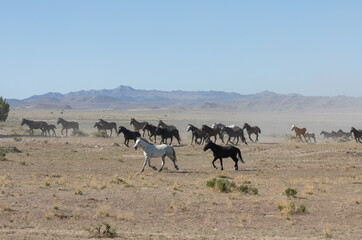 Herd of Wild Horses Runnng Across the Utah Desert