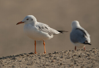 Portrait of a Slender-billed gull at Busaiteen coast of Bahrain