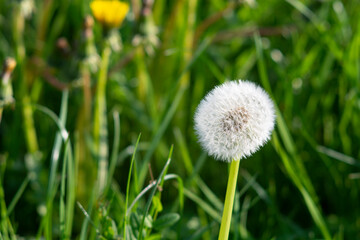 Dandelion (Taraxacum officinale), dandelion clock "blowball" in the meadow