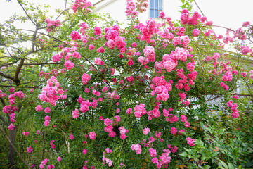 Fototapeta na wymiar Beautiful rose in the garden