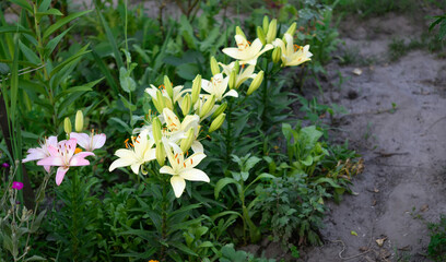 Blooming lily on a green background