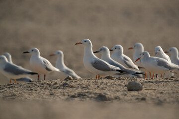 Slender-billed gulls at Busaiteen coast of Bahrain