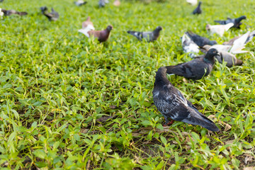 Many Piegon at city park