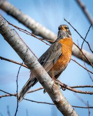 American Robin on a branch along the nature trail in Pearland, Texas!