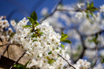 Beautiful spring blossoming plum tree