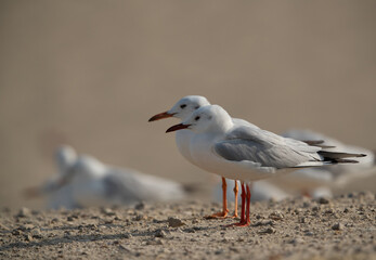 A pair of Slender-billed gulls at Busaiteen coast of Bahrain