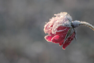 Gefrorene Rose - Winter 