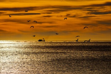 seagulls at sunset