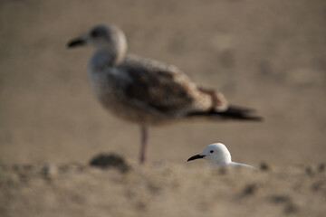 Selective focus on Slender-billed gull with juvenile Lesser-black backed gull at the backdrop, Busaiteen coast of Bahrain
