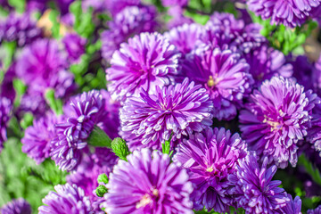 Obraz premium Autumn chrysanthemum flowers close-up in the park.