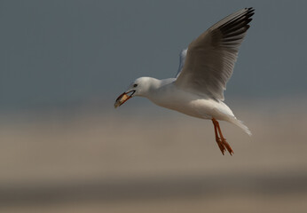Fototapeta na wymiar Slender-billed gull holding bread at Busaiteen coast of Bahrain