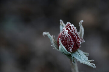 Fototapeta premium Gefrorene Rose - Winter 