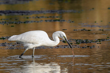 Aigrette Garzette