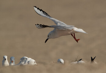 Slender-billed gulls at Busaiteen coast of Bahrain