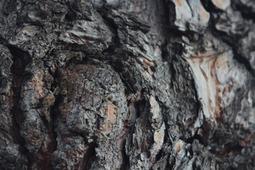 textura árbol
