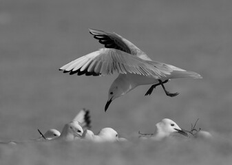 Slender-billed gulls at Busaiteen coast of Bahrain