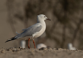 Fototapeta premium A portrait of a Slender-billed gulls at Busaiteen coast of Bahrain
