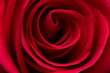 Fototapeta na wymiar Close up of the red rose