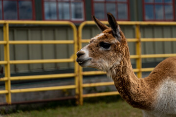 Photo of funny Alpaca at the Canadian Food and Agriculture museum, with yellow fence behind.