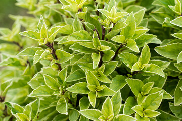 Basil plant in farm, basilicum citriodorum