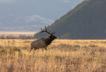 Bull Elk in Grand Teton National Park Wyoming in the Fall Rut