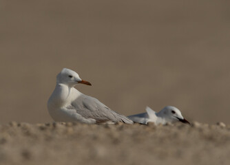 Portrait of a Slender-billed gulls at Busaiteen coast of Bahrain