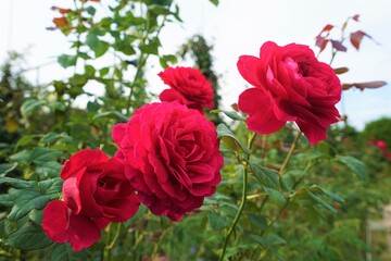 Red Rose at Rose Garden in Yokohama, Japan - 赤い バラ ローズ ガーデン 横浜 日本