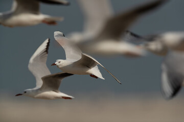 Slender-billed gulls flying at Busaiteen coast of Bahrain