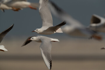 Fototapeta premium Slender-billed gulls in flight at Busaiteen coast of Bahrain