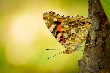 butterfly on leaf