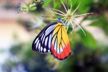 The Painted Jezebel, or Delias hyparete indica, Butterfly macro in summer spring on green tree background, nature and Summer natural landscape