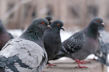 Wild city pigeons