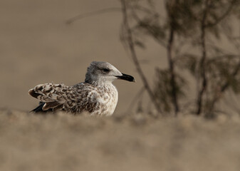 Lesser Black-backed Gull at Busaiteen coast, Bahrain
