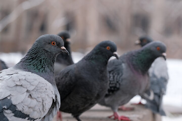 Wild city pigeons