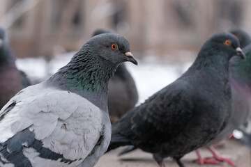 Wild city pigeons