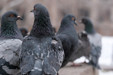 Wild city pigeons