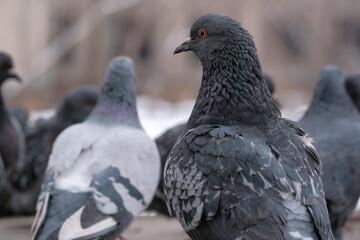 Wild city pigeons