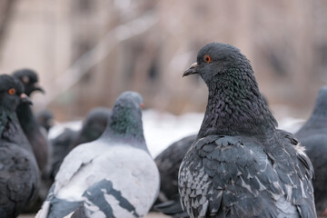 Wild city pigeons