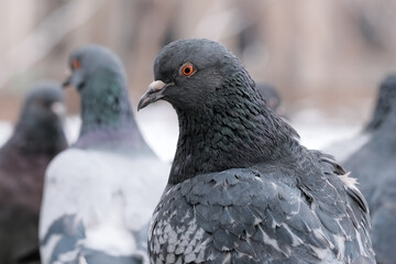 Wild city pigeons
