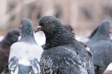 Wild city pigeons
