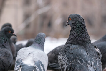 Wild city pigeons