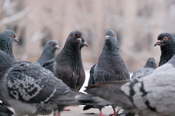 Wild city pigeons
