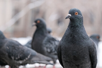 Wild city pigeons