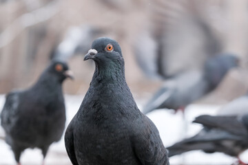 Wild city pigeons