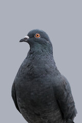 Wild city pigeons