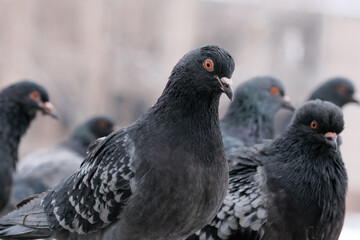 Wild city pigeons